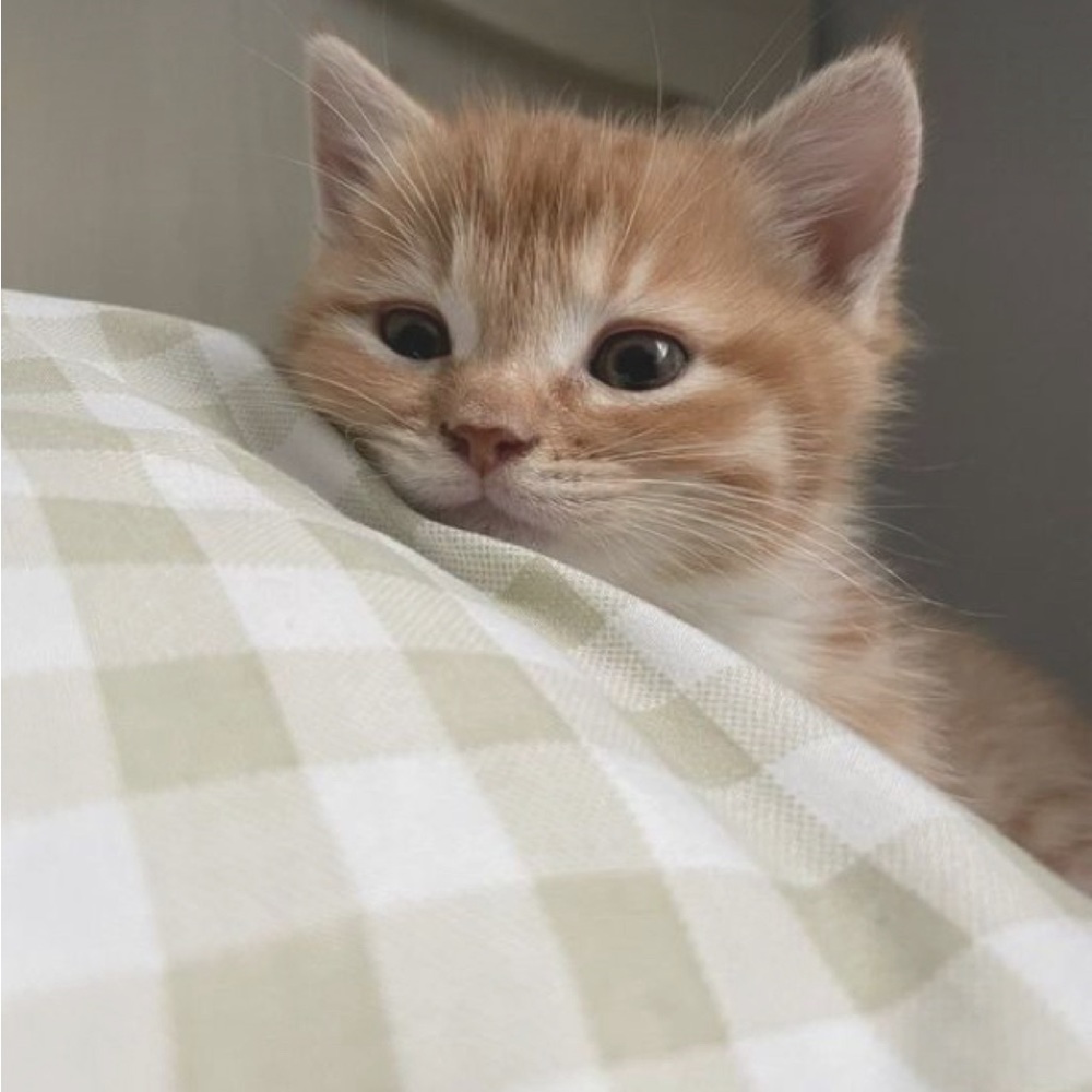 Meet your Posher, Ella